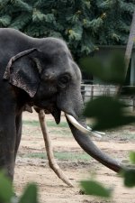 Zoo de Mysore